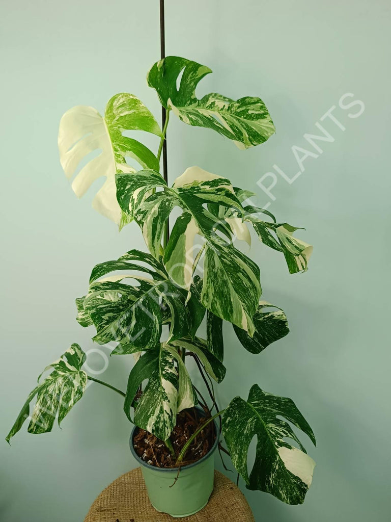 Monstera variegata albo