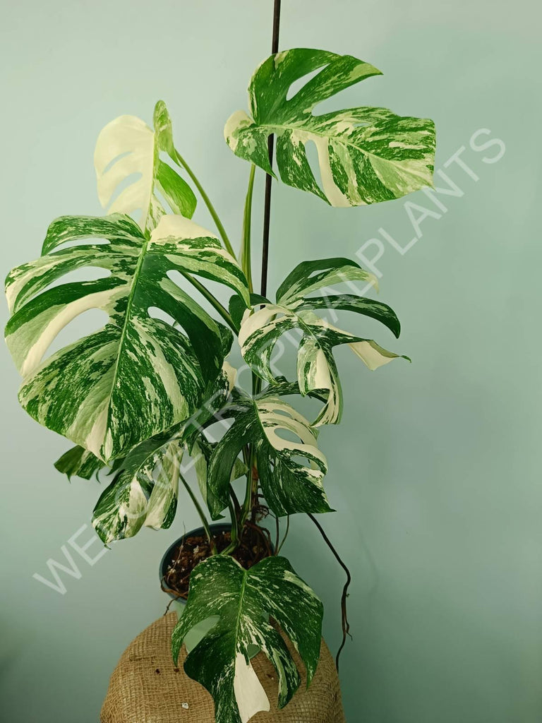 Monstera variegata albo