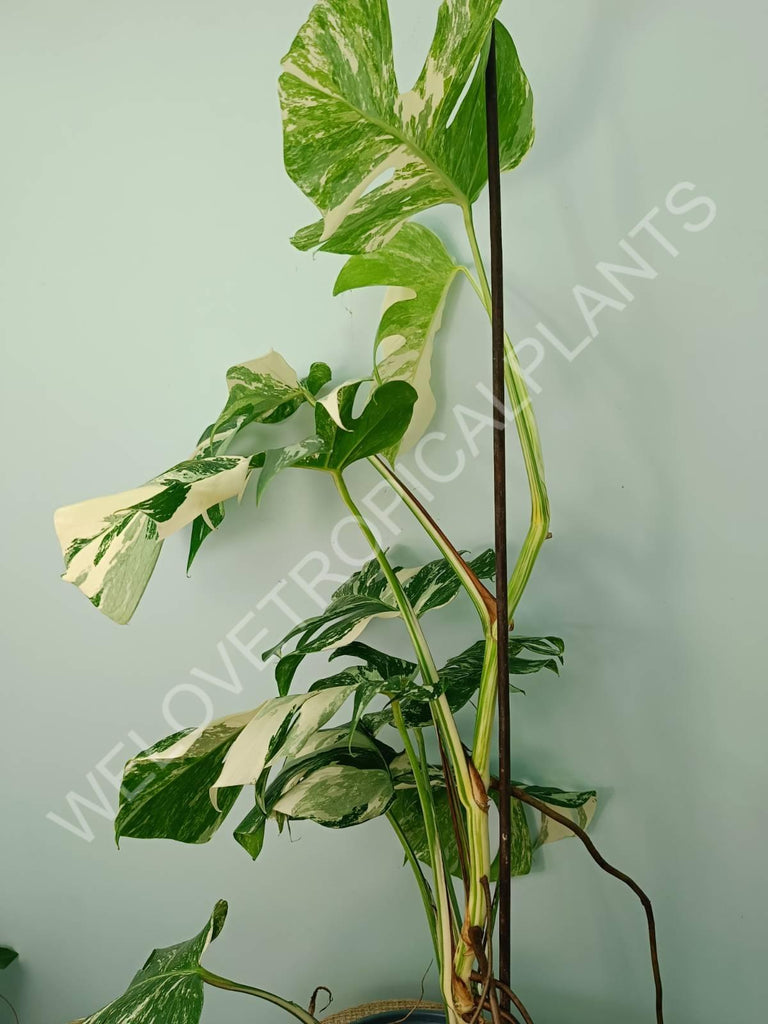 Monstera variegata albo