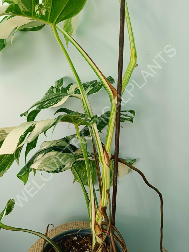 Monstera variegata albo