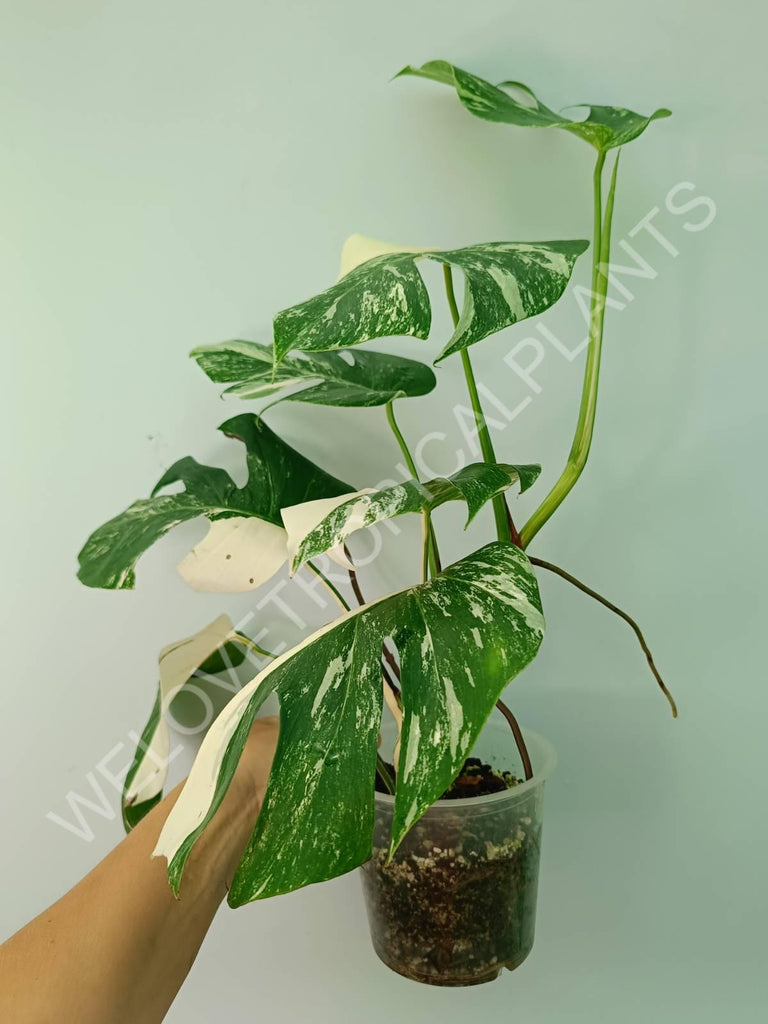 Monstera variegata albo