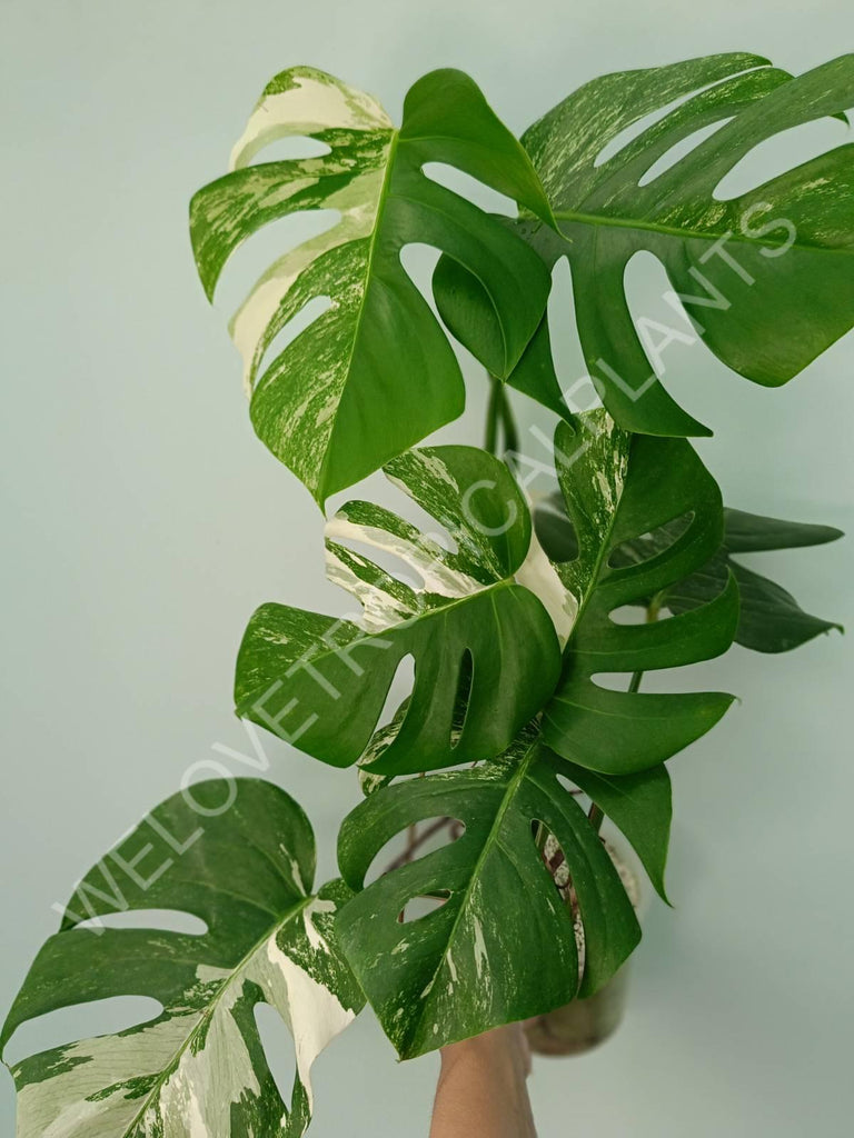 Monstera variegata albo