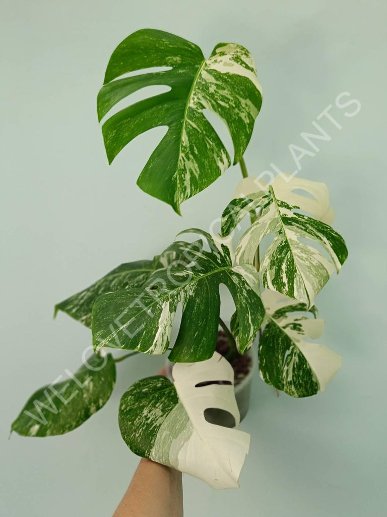 Monstera variegata albo