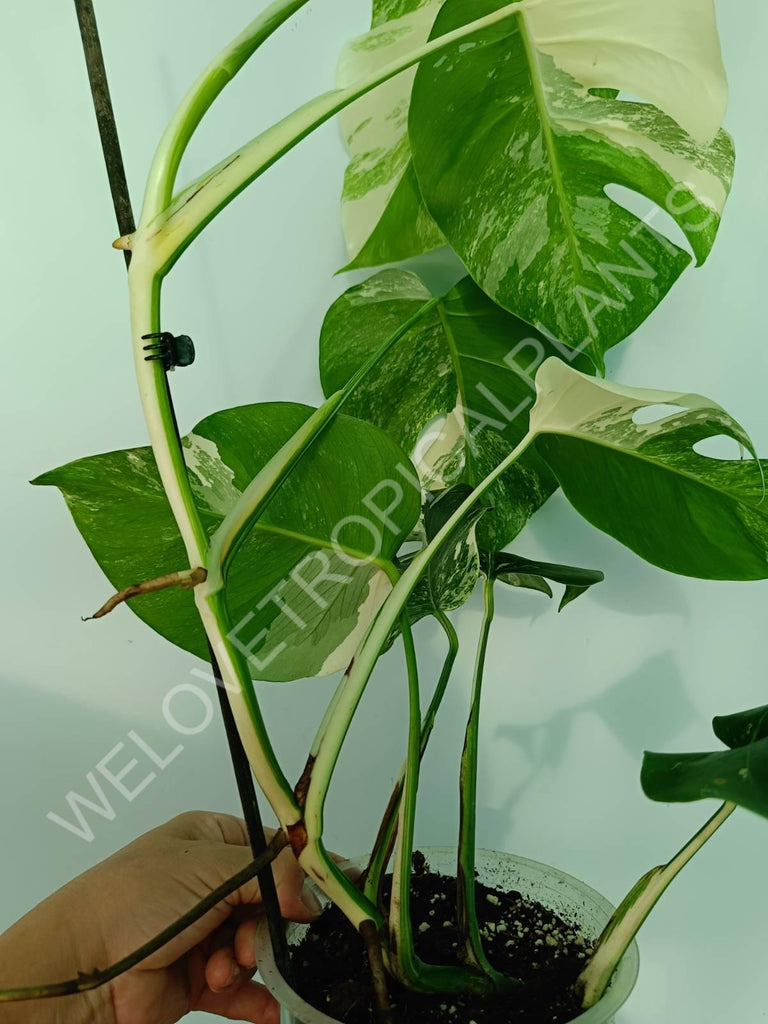 Monstera variegata albo