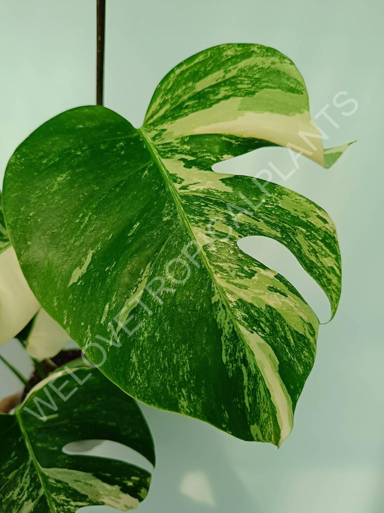 Monstera variegata albo