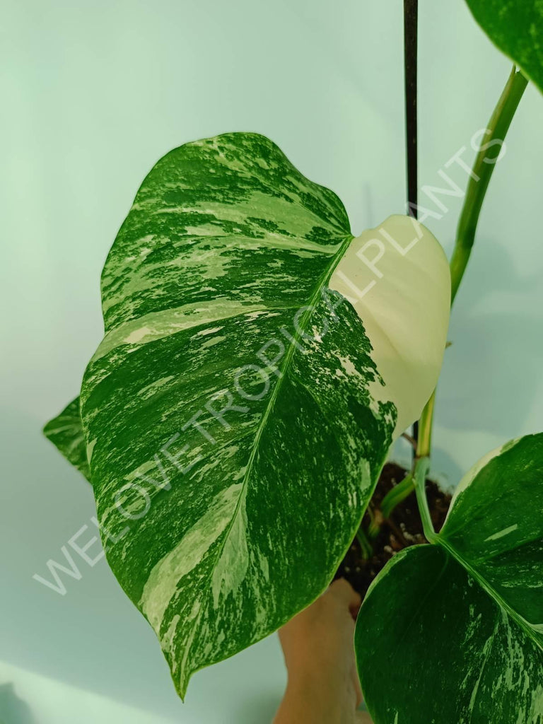 Monstera variegata albo