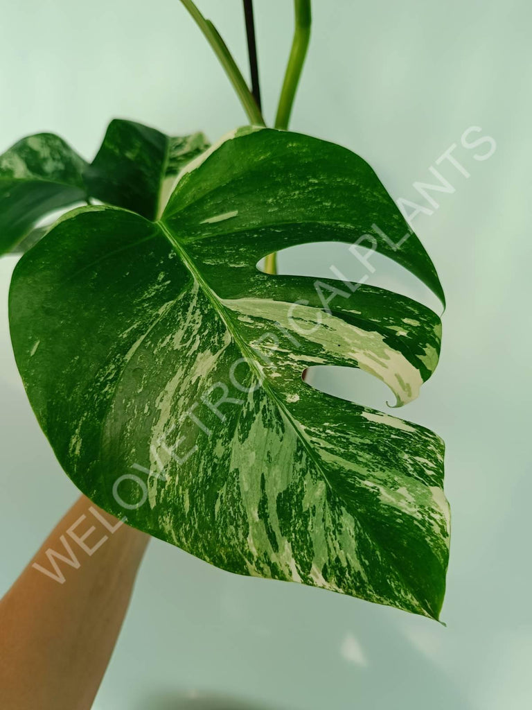 Monstera variegata albo