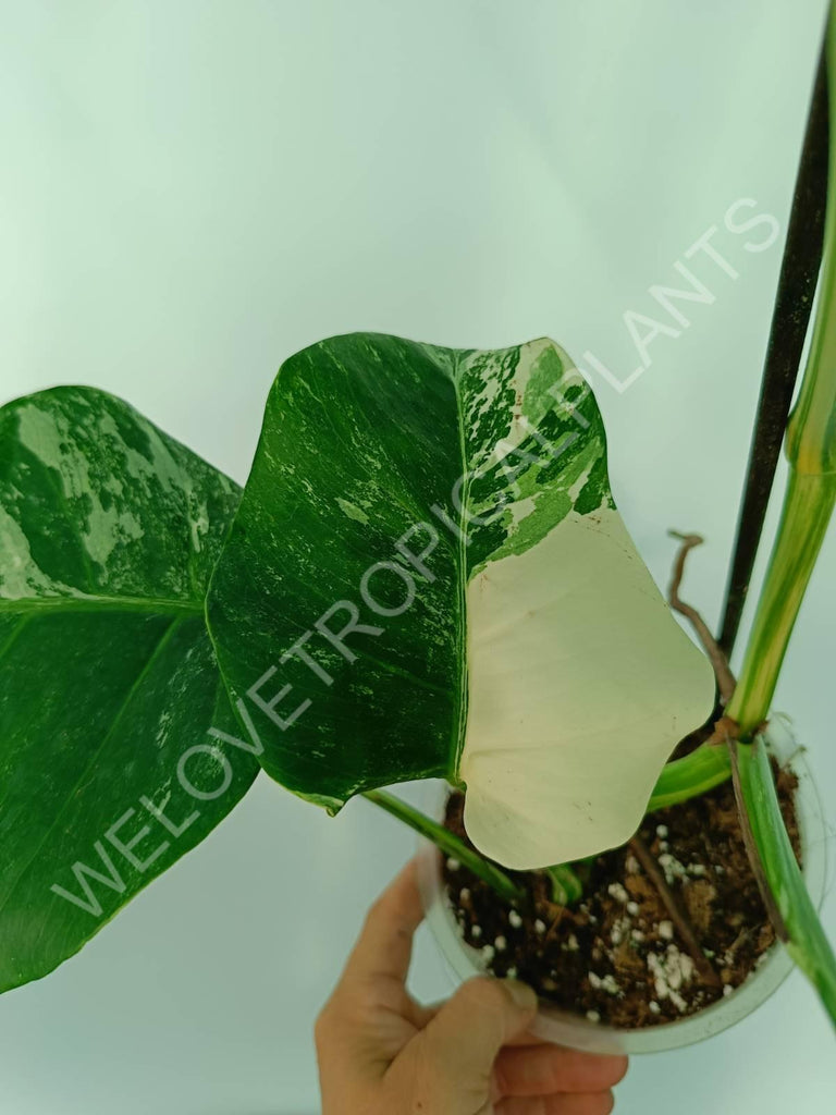 Monstera variegata albo