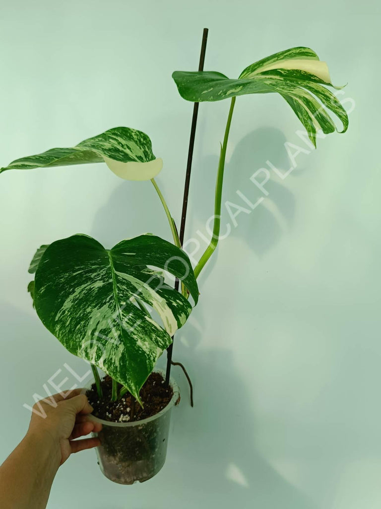 Monstera variegata albo