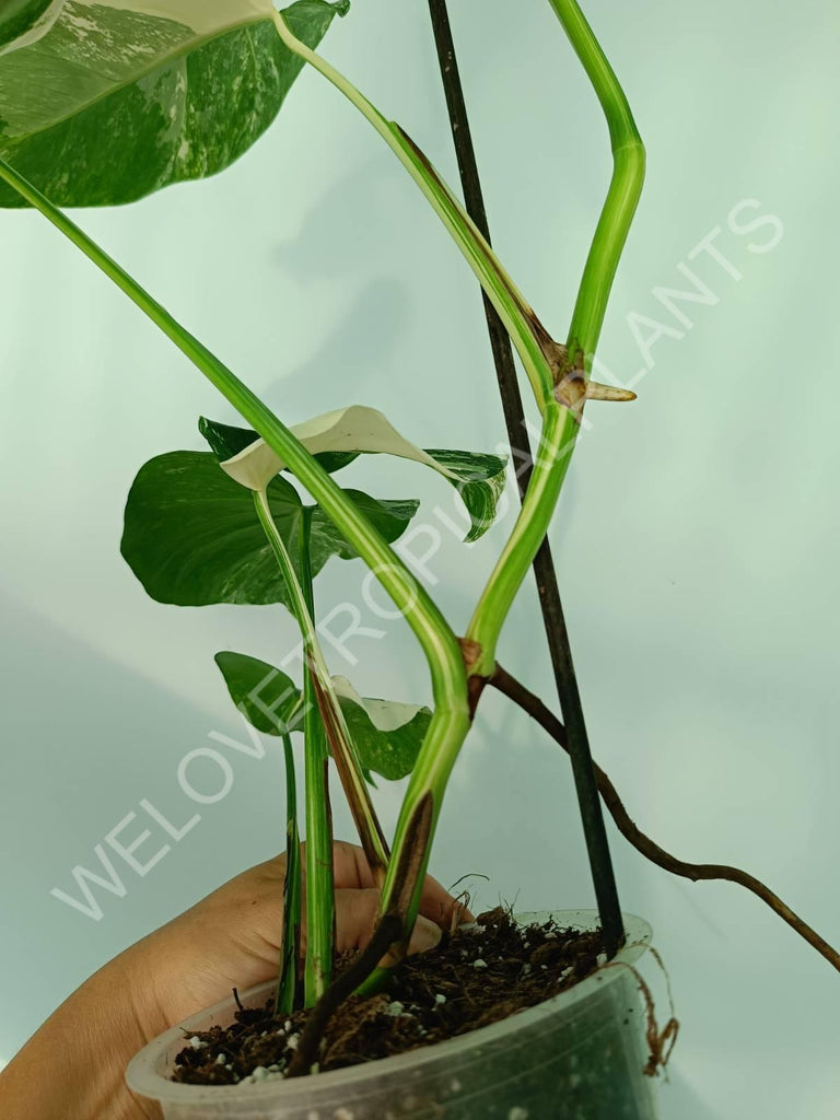 Monstera variegata albo