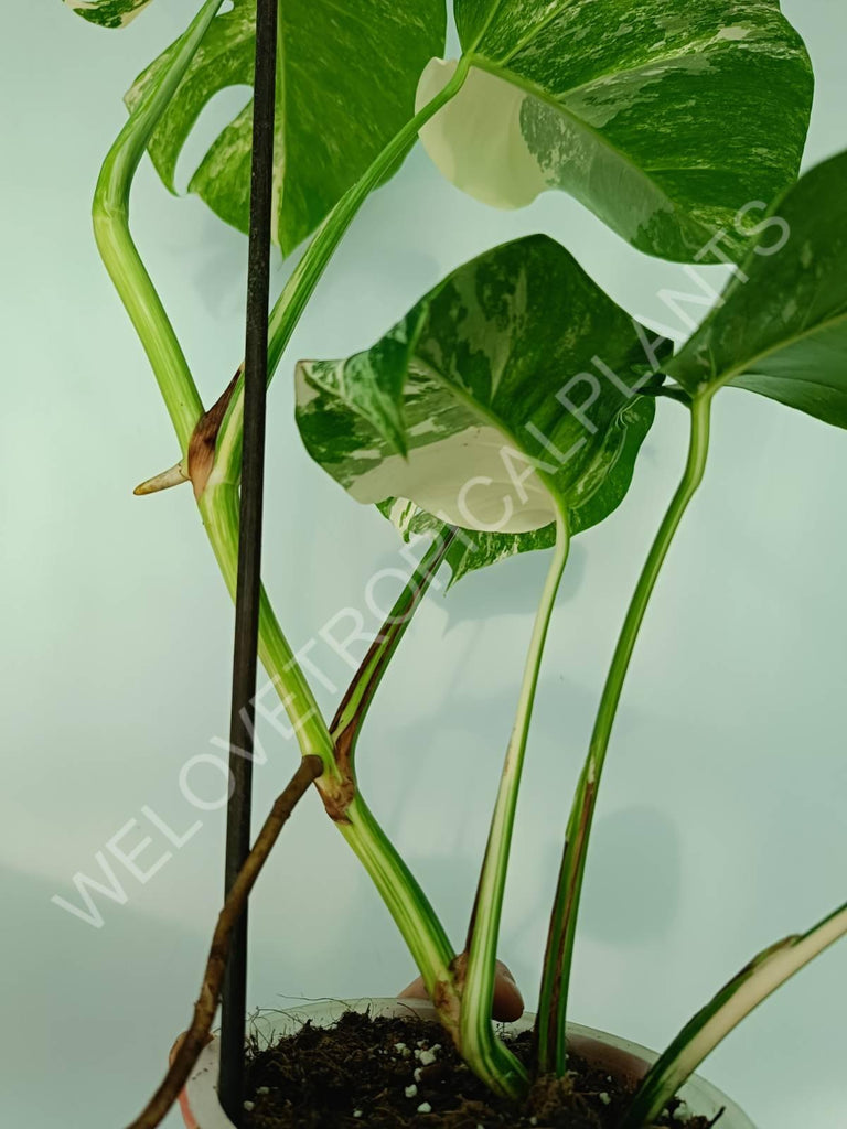 Monstera variegata albo