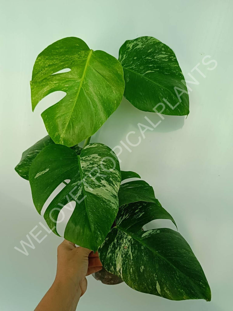 Monstera variegata albo