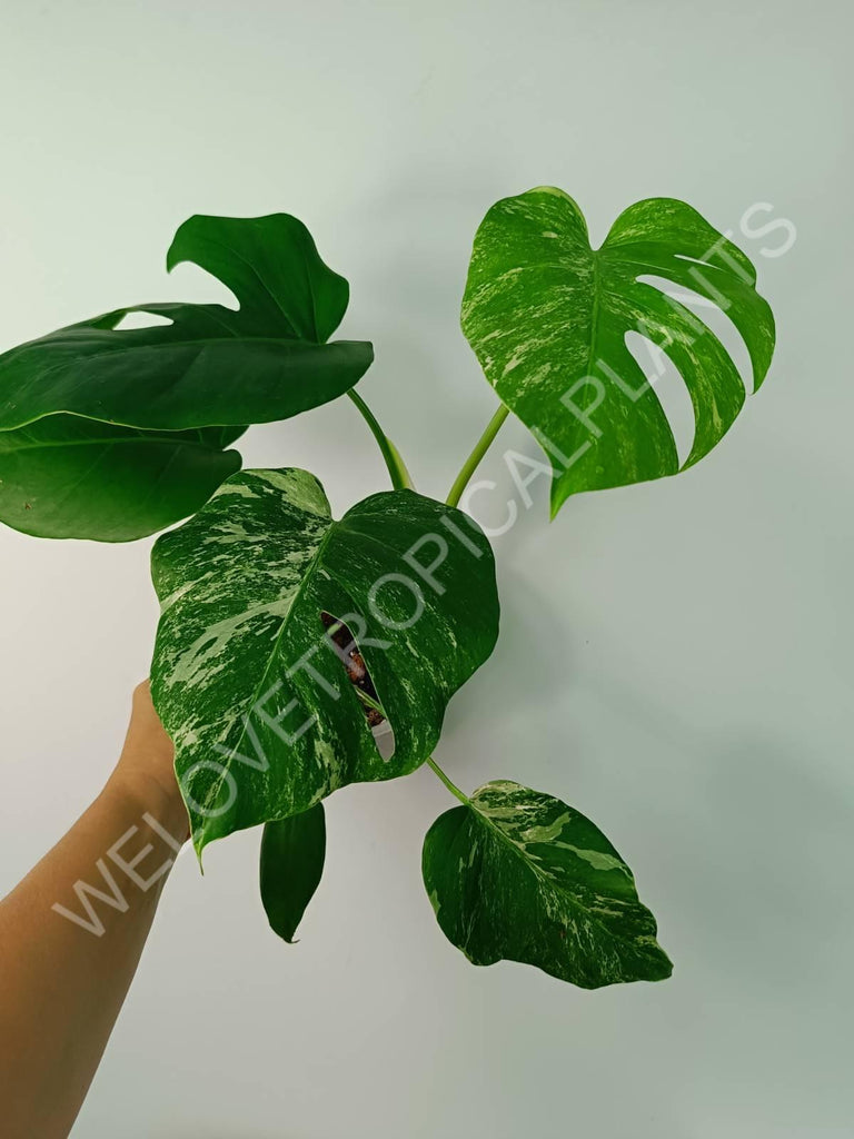 Monstera variegata albo