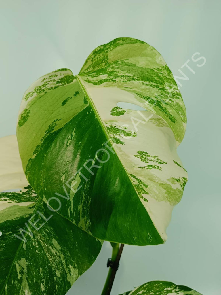 Monstera variegata albo