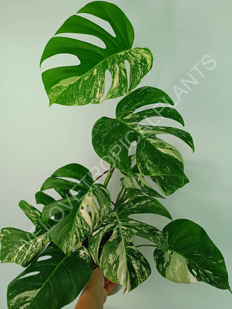 Monstera variegata albo