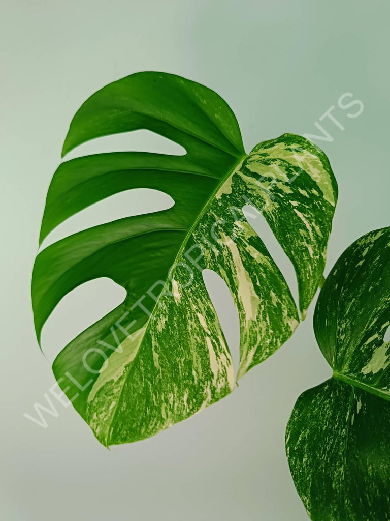 Monstera variegata albo