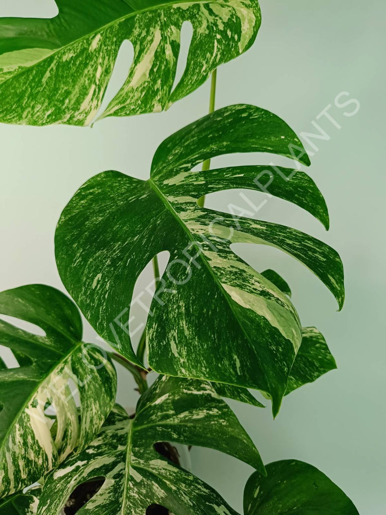 Monstera variegata albo