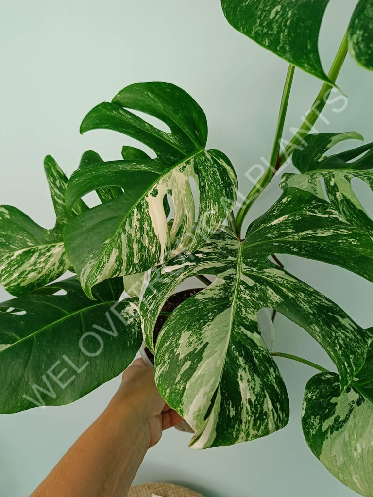 Monstera variegata albo