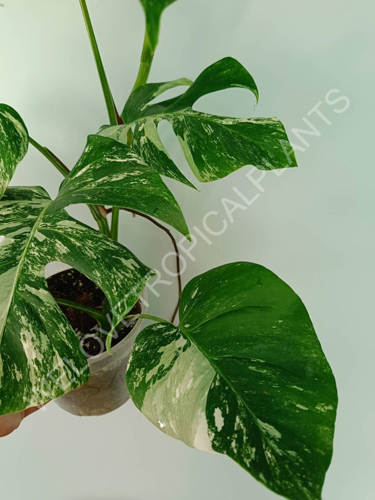 Monstera variegata albo