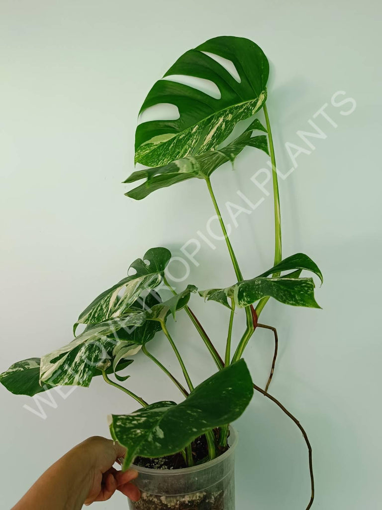 Monstera variegata albo