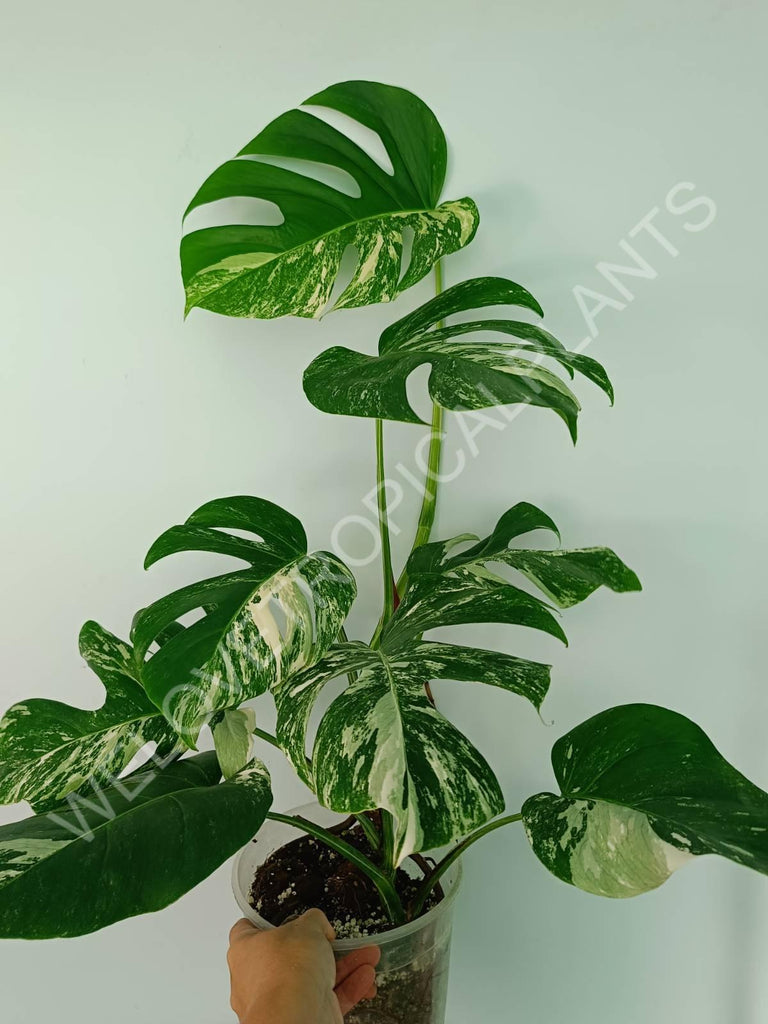 Monstera variegata albo