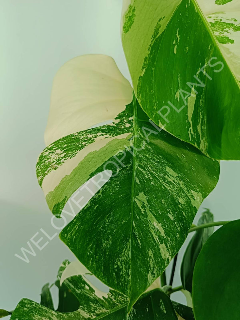 Monstera variegata albo