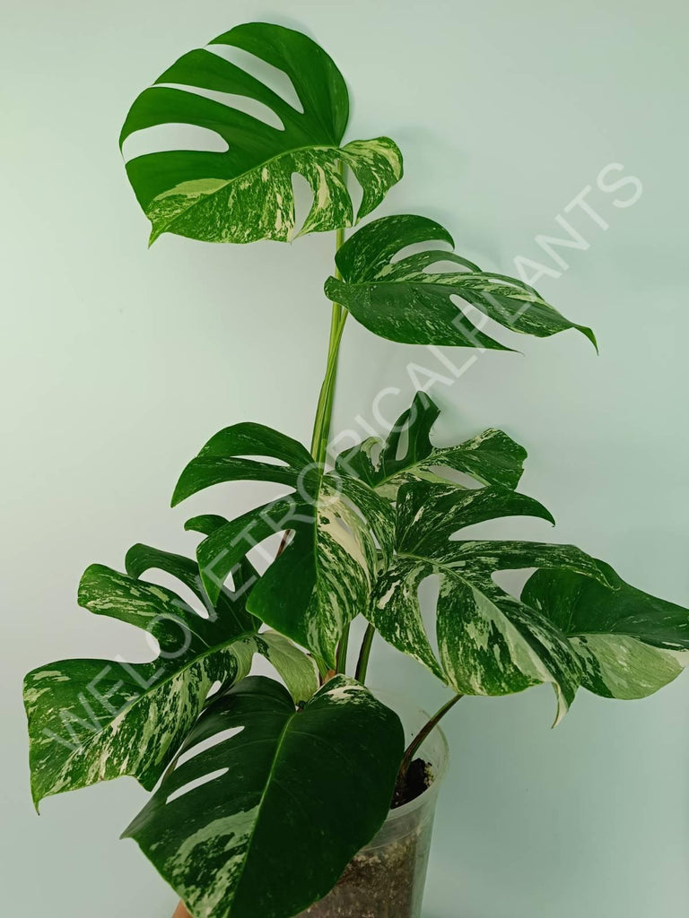 Monstera variegata albo