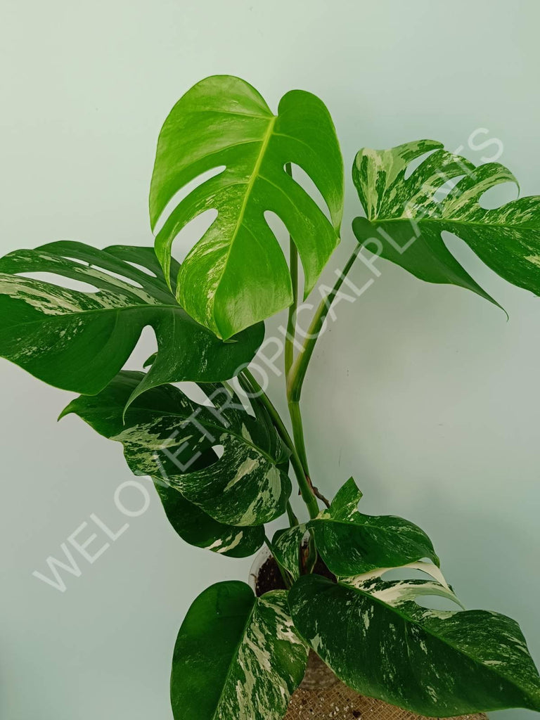 Monstera variegata albo