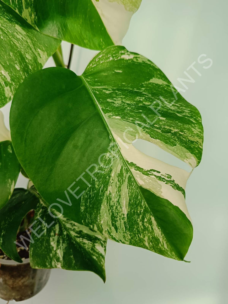 Monstera variegata albo