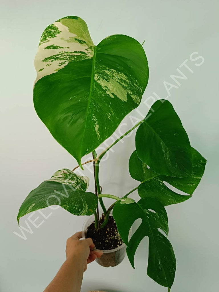 Monstera variegata albo