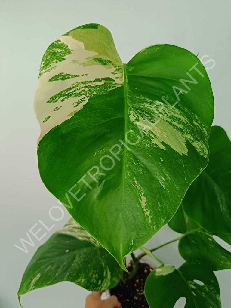 Monstera variegata albo