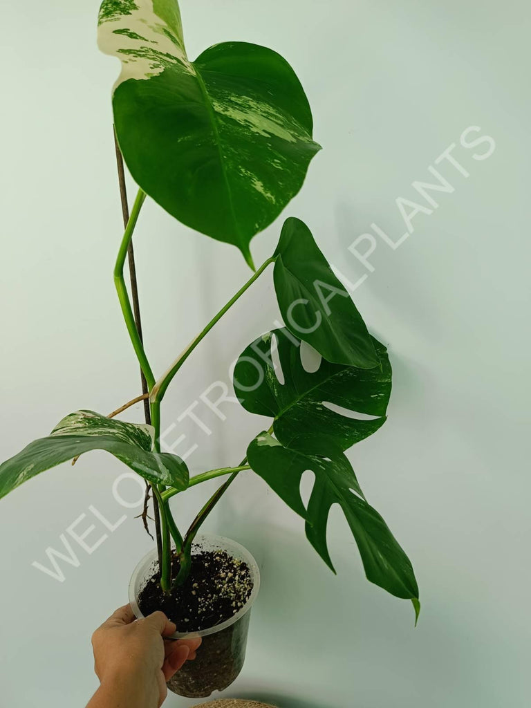 Monstera variegata albo