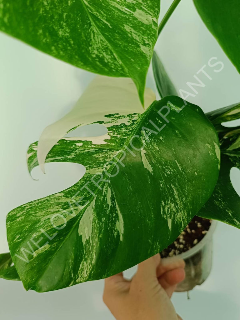 Monstera variegata albo