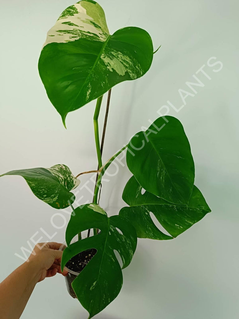 Monstera variegata albo