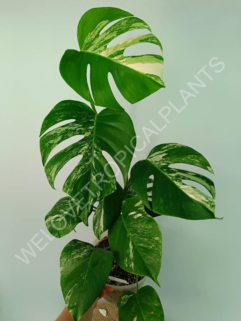 Monstera variegata albo