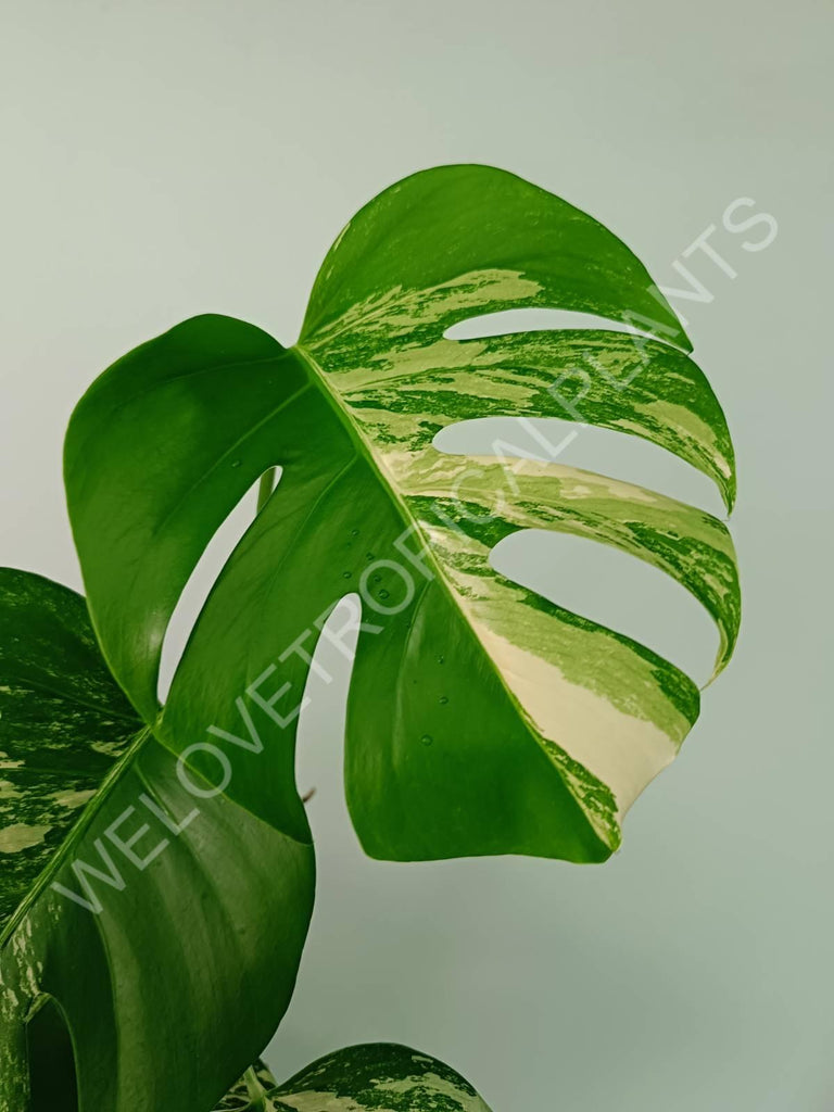 Monstera variegata albo