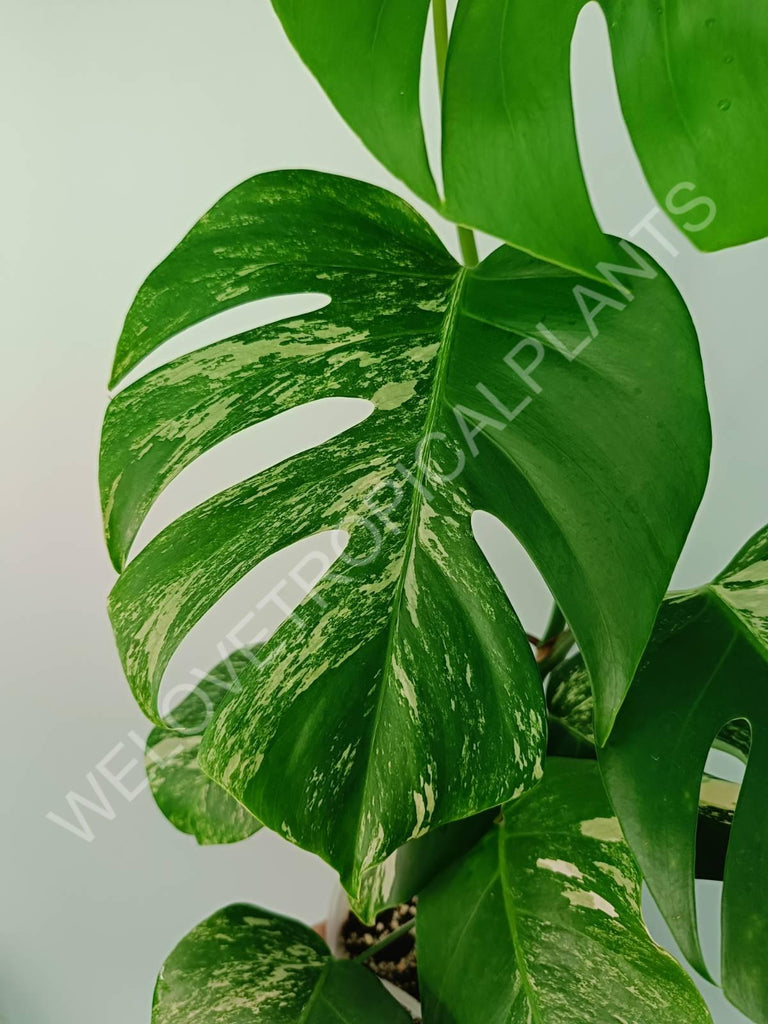 Monstera variegata albo