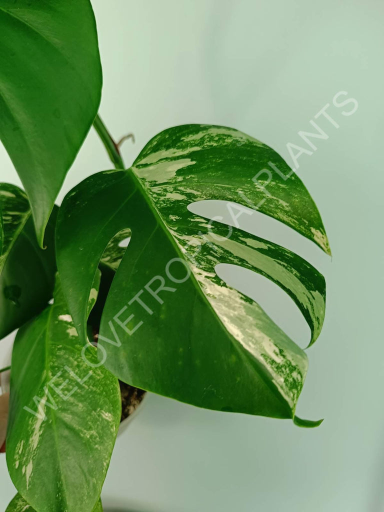 Monstera variegata albo