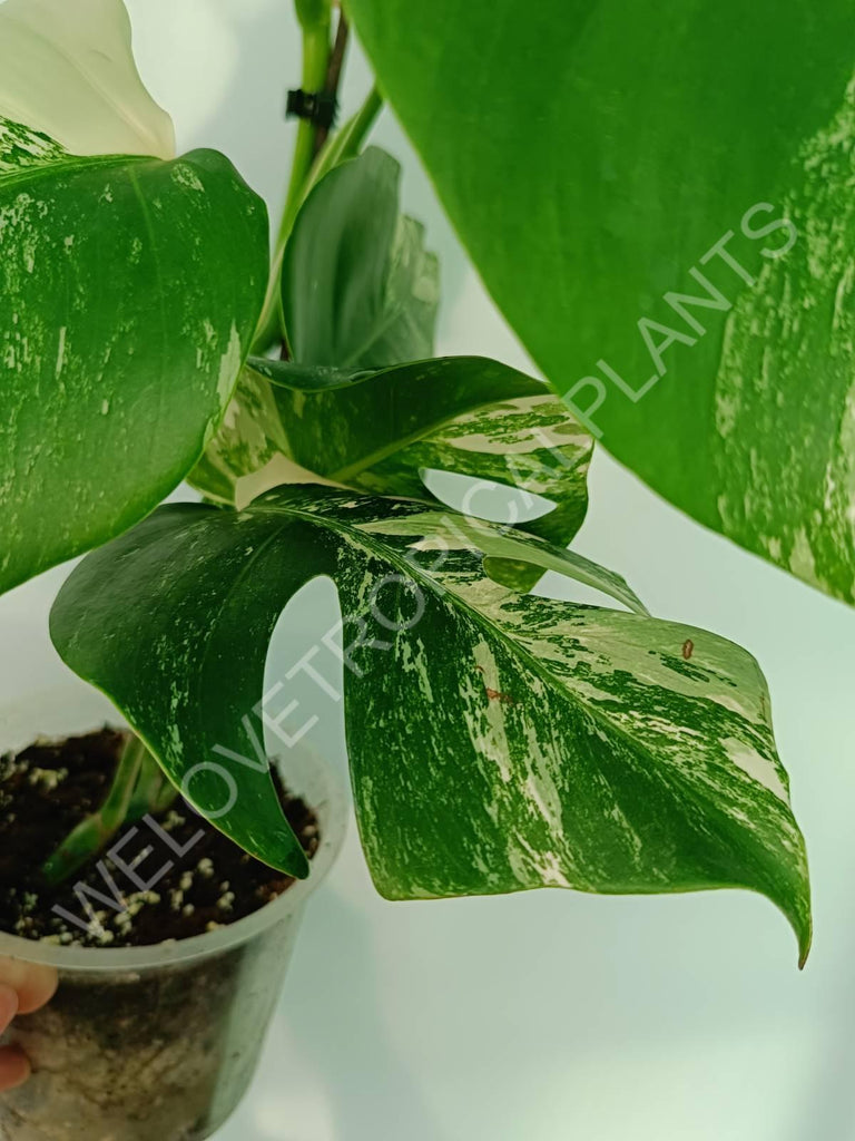 Monstera variegata albo