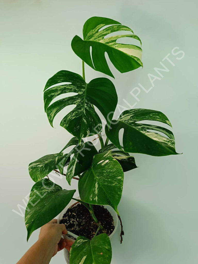 Monstera variegata albo