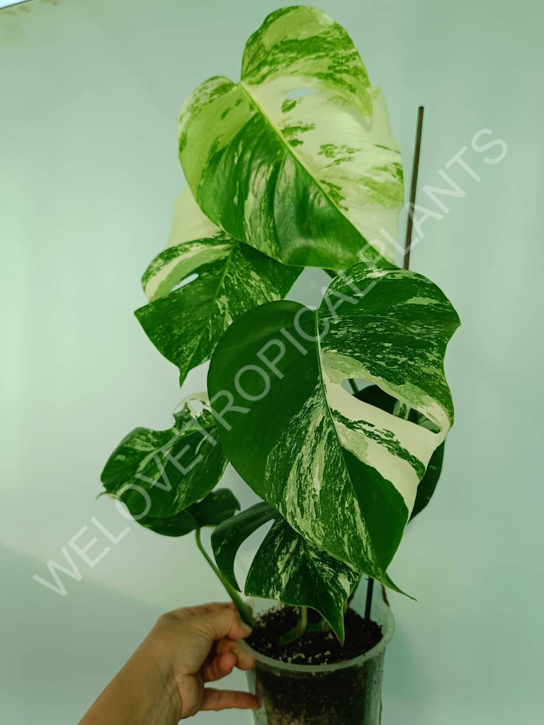 Monstera variegata albo