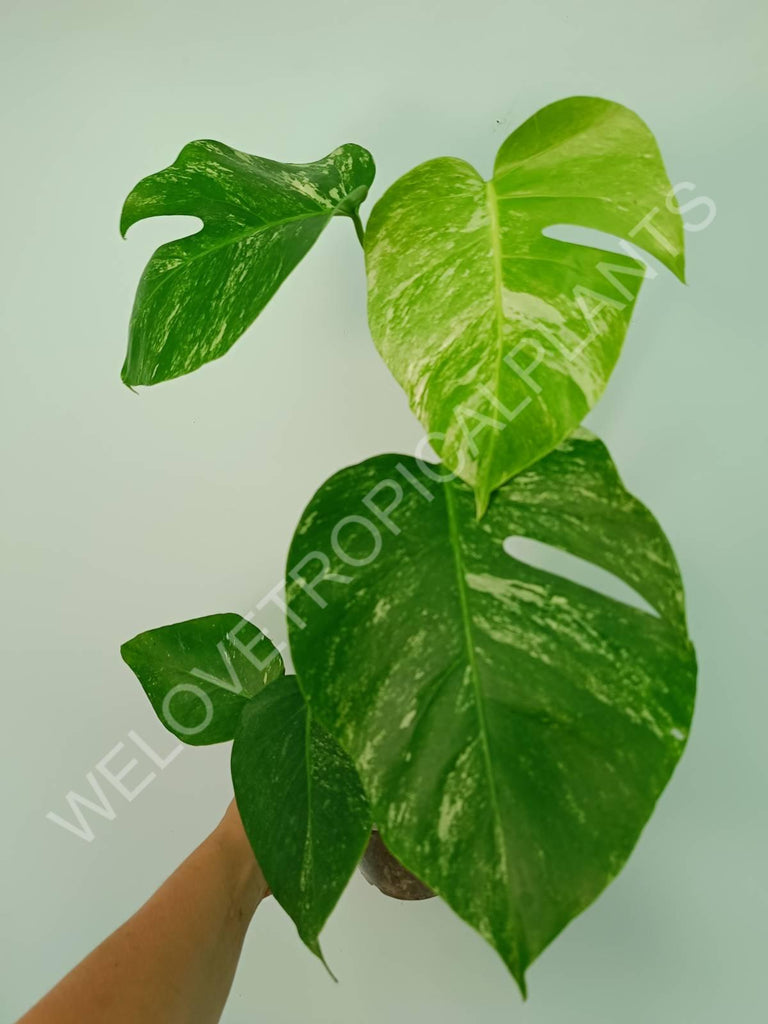 Monstera variegata albo