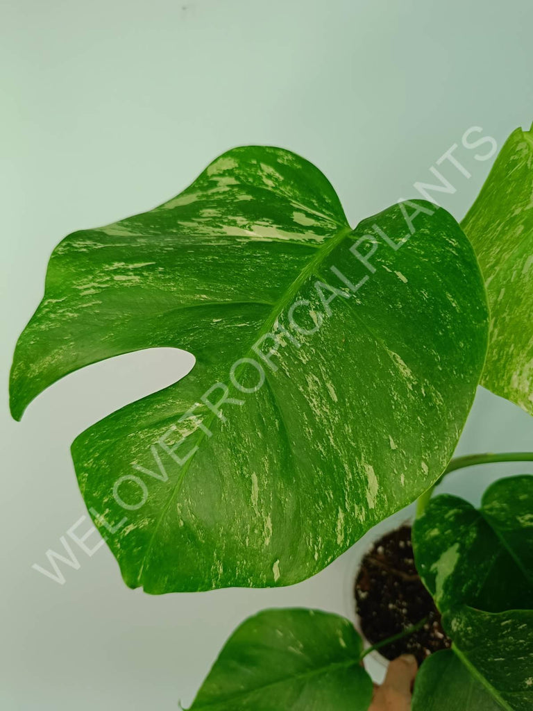 Monstera variegata albo