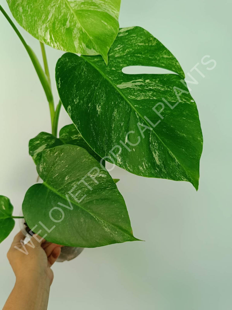 Monstera variegata albo