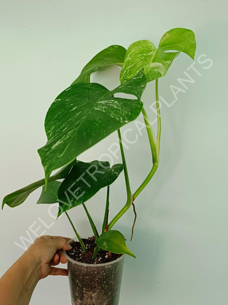 Monstera variegata albo