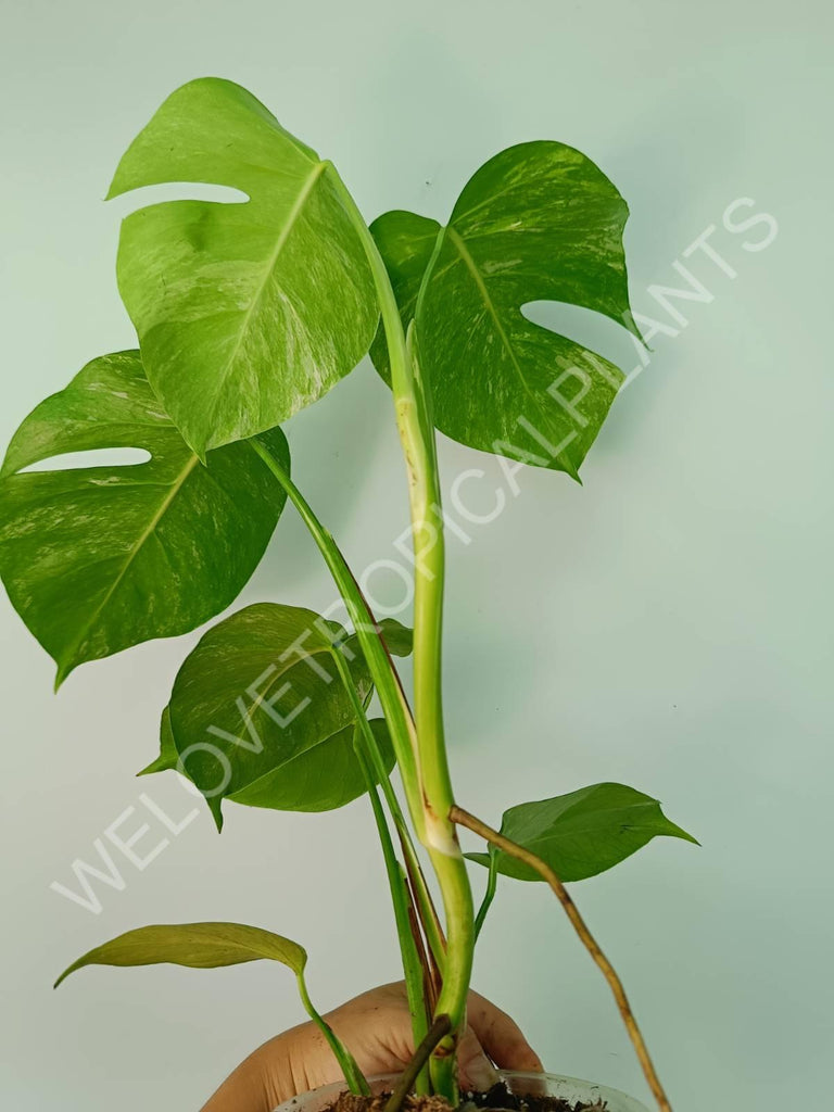 Monstera variegata albo