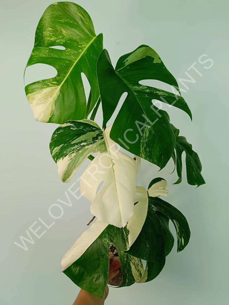 Monstera variegata albo