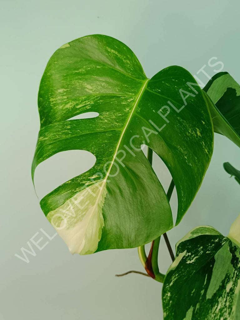 Monstera variegata albo