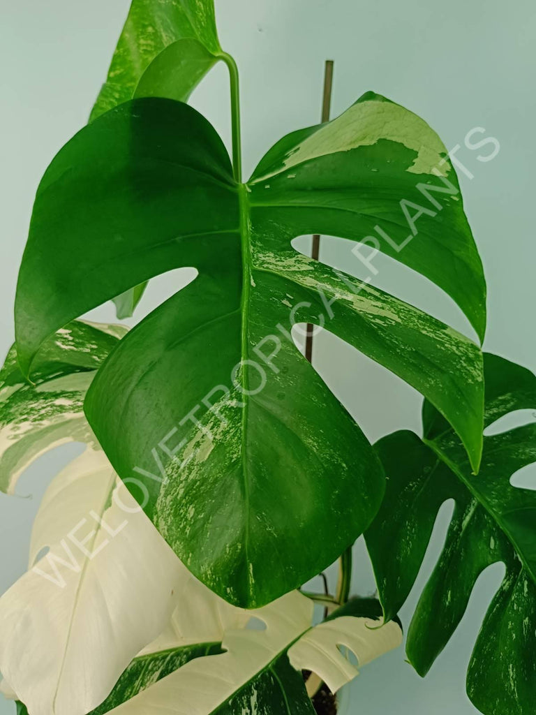 Monstera variegata albo