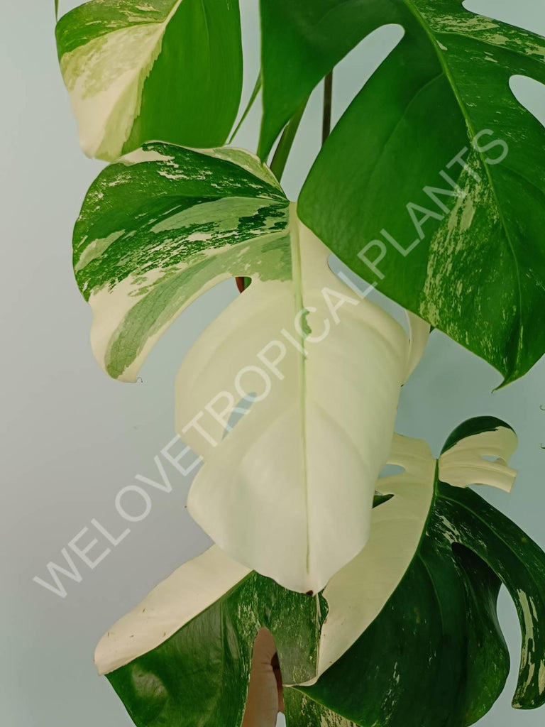 Monstera variegata albo